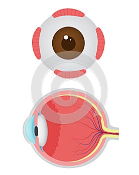 HumanÃÂ eye anatomy diagram photo